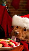 iPhone 5 Christmas wallpaper - Cat and Dog